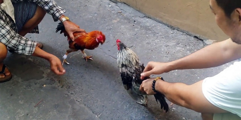 Kinh nghiệm đá gà cựa sắt mà ai cũng nên biết 6 Tìm thời điểm thích hợp để cược đá gà