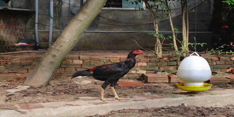 Gà Đòn Là Gì? Địa Chỉ Bán Gà Đòn Củ Chi Mà Bạn Nên Biết 5 Bán Gà Đòn Củ Chi
