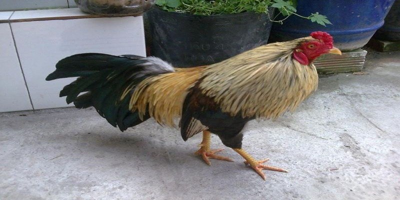 Nguyên Nhân Và Cách Điều Trị Gà Bị Liệt Chân Chuẩn Nhất 6 gà bị liệt chân