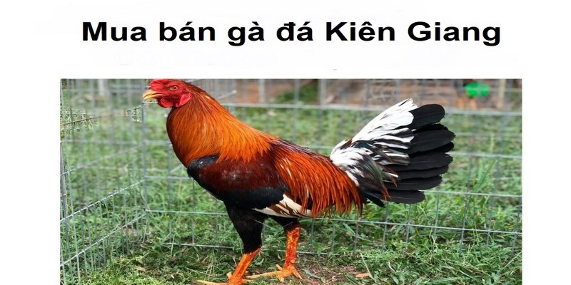 Cách Mua Bán Gà Đá Kiên Giang Giá Rẻ Mà Anh Em Chưa Biết? 4 Mua bán gà đá Kiên Giang