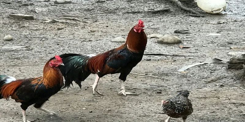 Cách Mua Bán Gà Đá Kiên Giang Giá Rẻ Mà Anh Em Chưa Biết? 6 Mua bán gà đá Kiên Giang